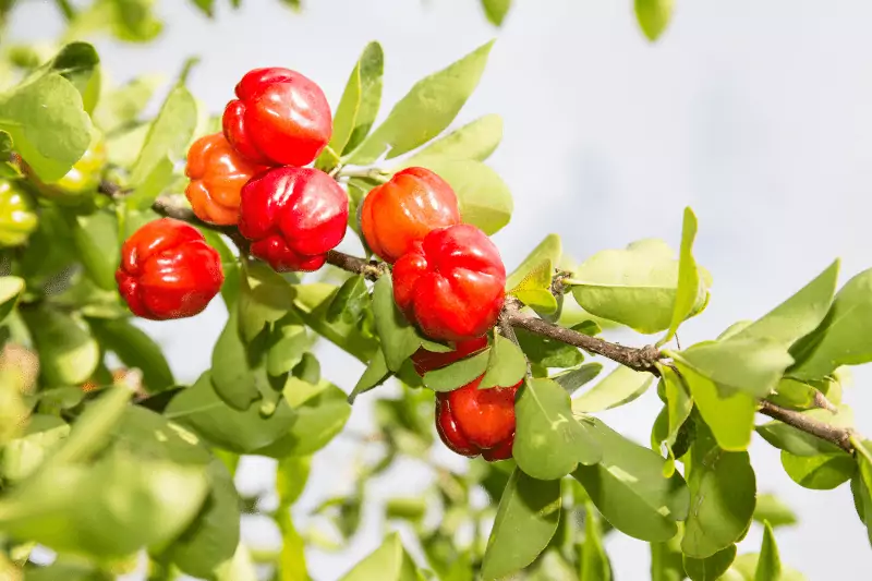 fruit that begins with the letter a- acerola fruit
