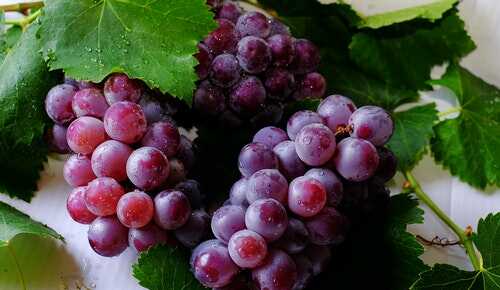 the image about Vaccarese Grape- Native to France