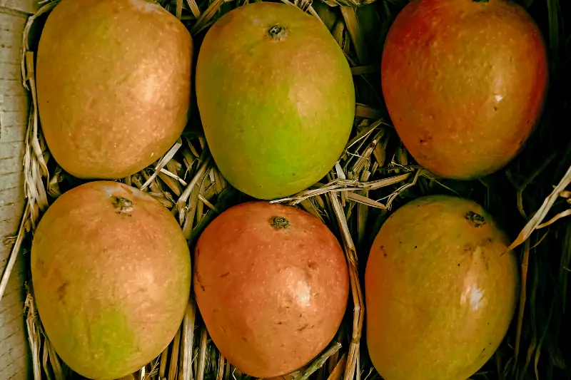 fruit that starts with a- alphonso mango
