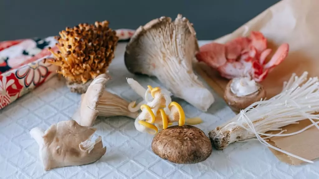 oyster mushrooms during pregnancy safe or not