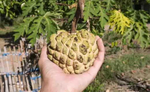 Cherimoya Fruit that begins with c