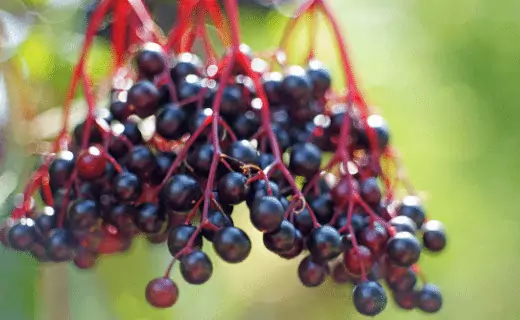 Elderberry Fruit that starts with e