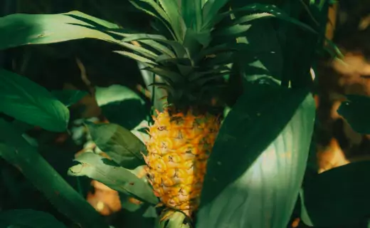 Reasons for Pineapple cravings