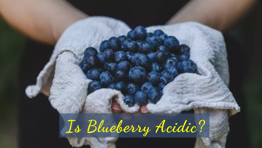 are blueberries acidic or alkaline fruit