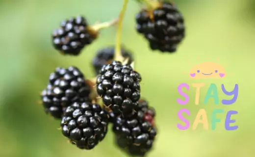 are blackberries good for acid reflux