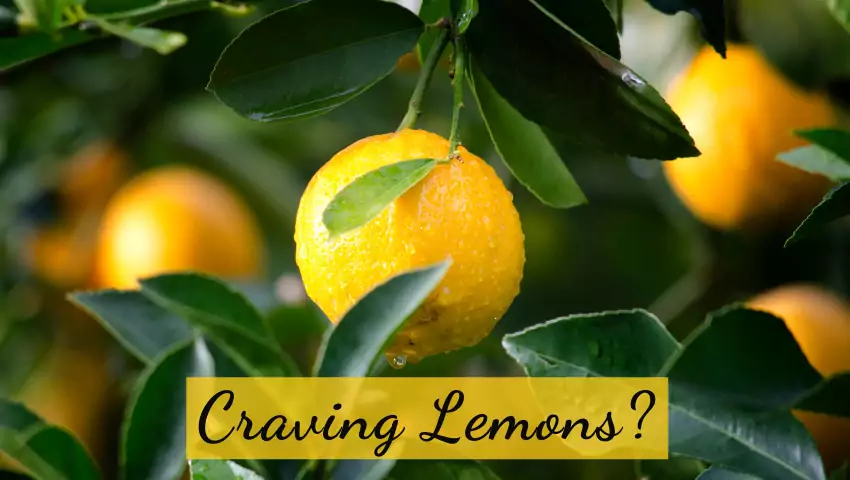 craving lemons